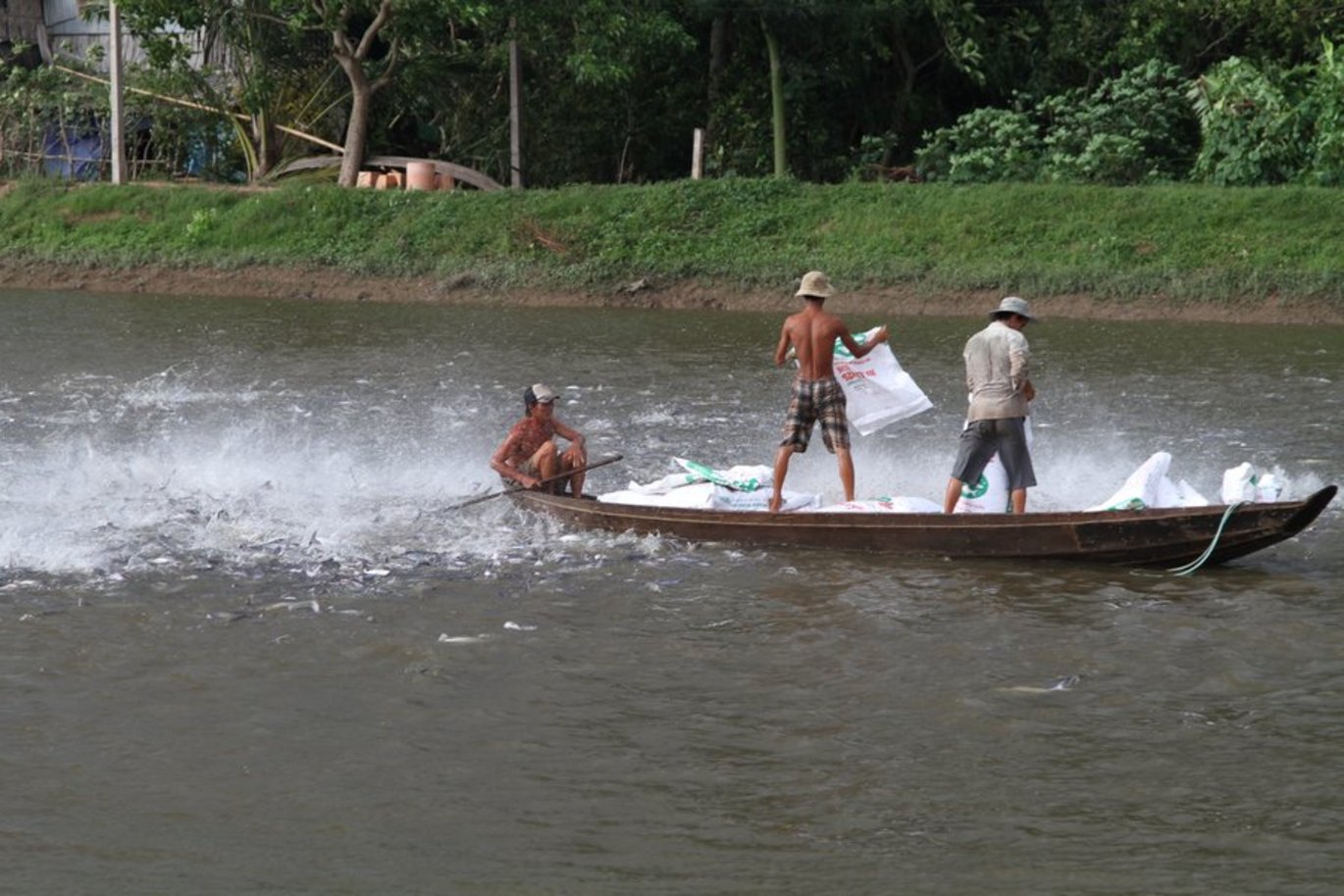 [Translate to English:] Spisetid for fiskene i Mekong-deltaet i Vietnam. De luftåndende fisks små munde bryder ikke kun vandoverfladen, når der er mad. Fiskene er nemlig nødt til at trække vejret ved overfladen, for de lever i meget iltfattigt vand. Zoofysiologer bag et sto