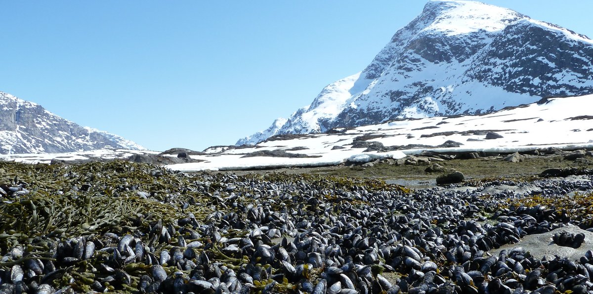 Greenlandic mussels