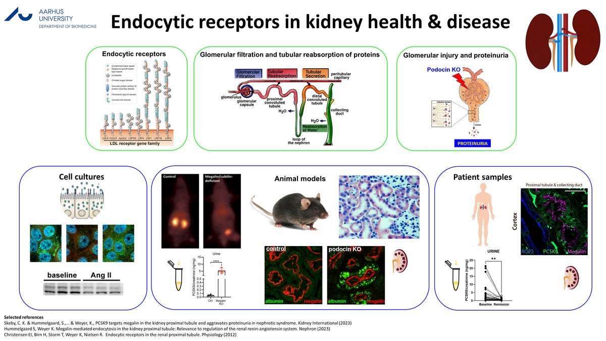 Role of endocytic receptors in kidney health and disease