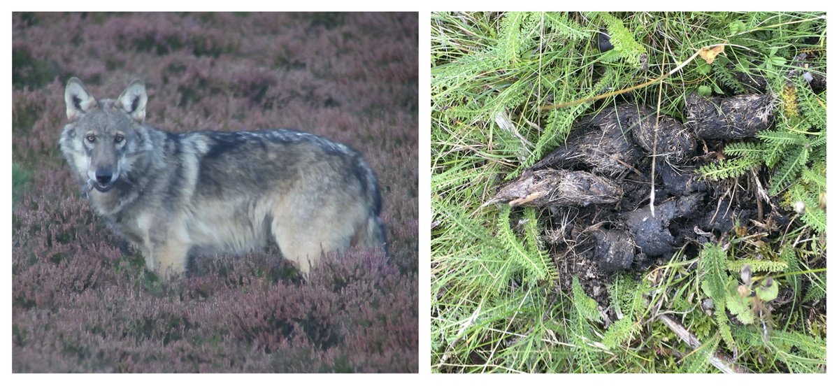 Ulv (venstre billede) og ulveekskrementer (højre billede)
