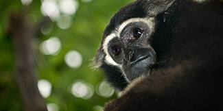 Billede af Gibbon