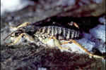 Frozen Weta