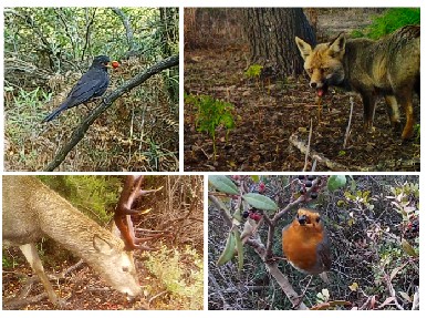 Collage of various birds