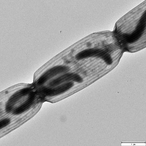 Cable bacteria