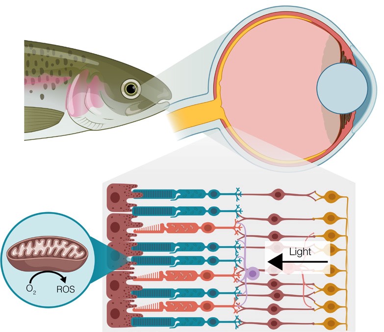 The blood supplying the retina within fishes’ eyes has 20-fold higher oxygen partial pressure, leading to an extensive production of reactive oxygen species.