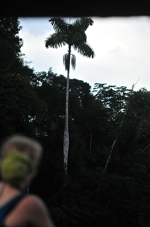 Keystone palm Ireateaq deltoidea in the Peruvian Amazon